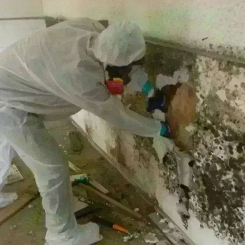 Mold Remediation and Removal in Liberty, MS